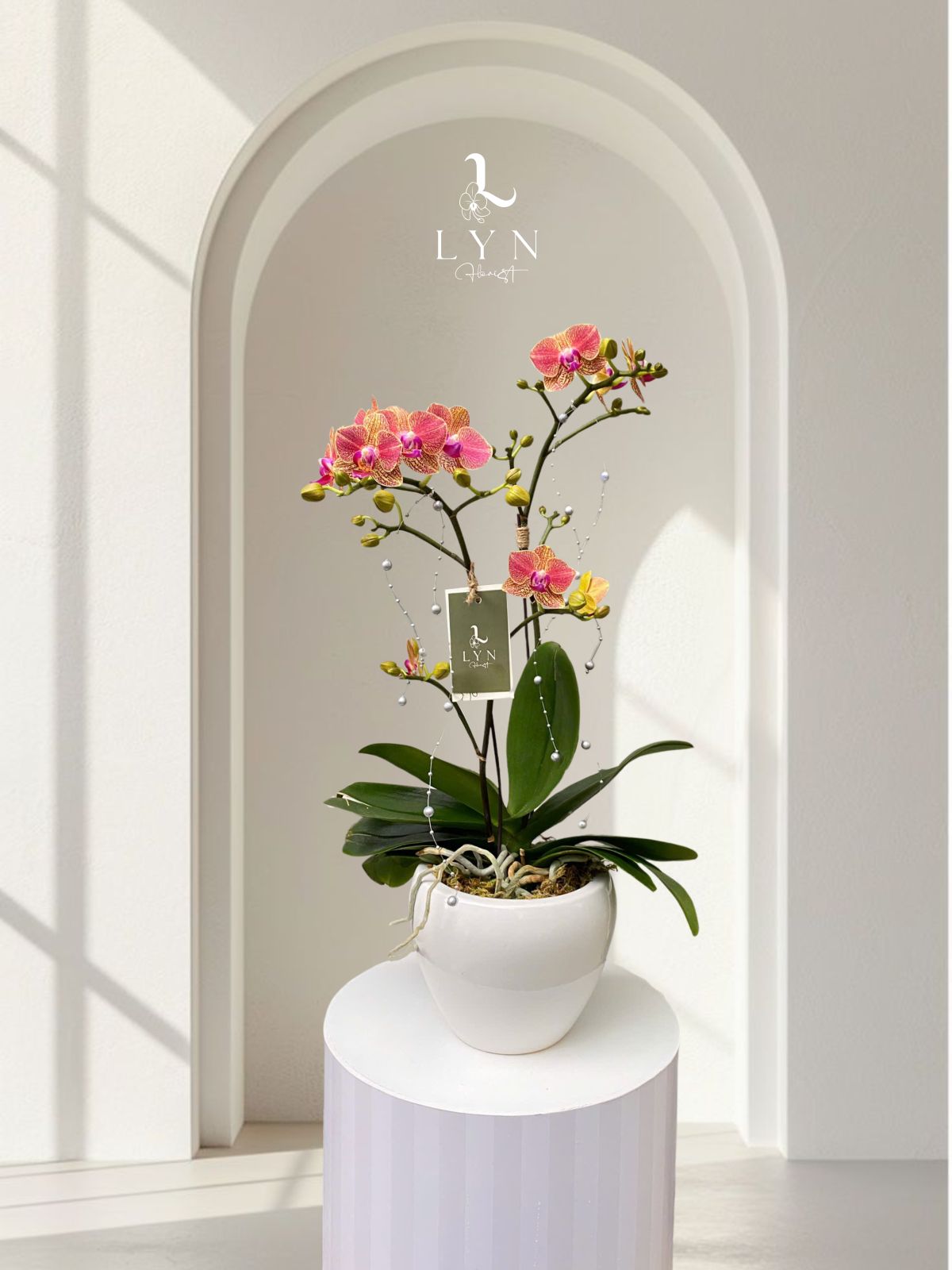 Chậu Hoa Lan Tiểu Hồ Điệp Cam